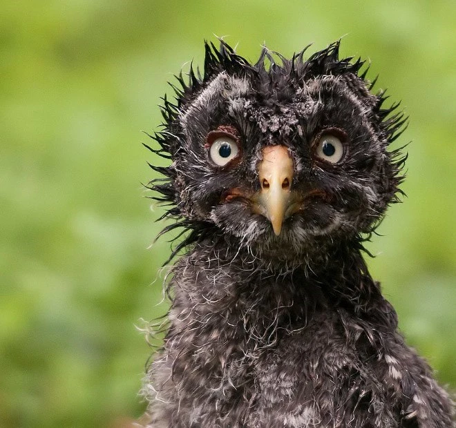 Wet Owl